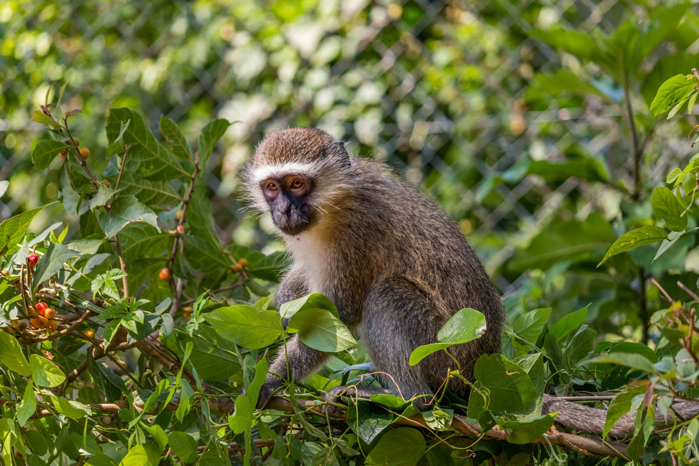 Money in Entebbe zoo in Uganda.