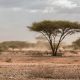 Sand storm in northern tanzania near the border with Kenya in Namnaga Arusha road.