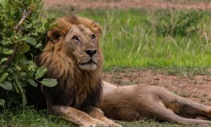 Safari in Mikumi national park in tanzania with a lion ready to attack.