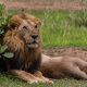 Safari in Mikumi national park in tanzania with a lion ready to attack.