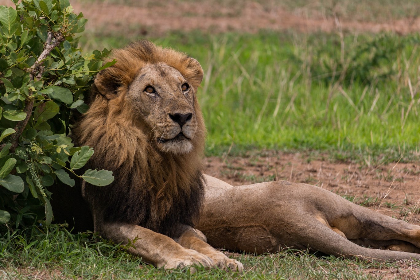 Safari in Mikumi national park in tanzania with a lion ready to attack.