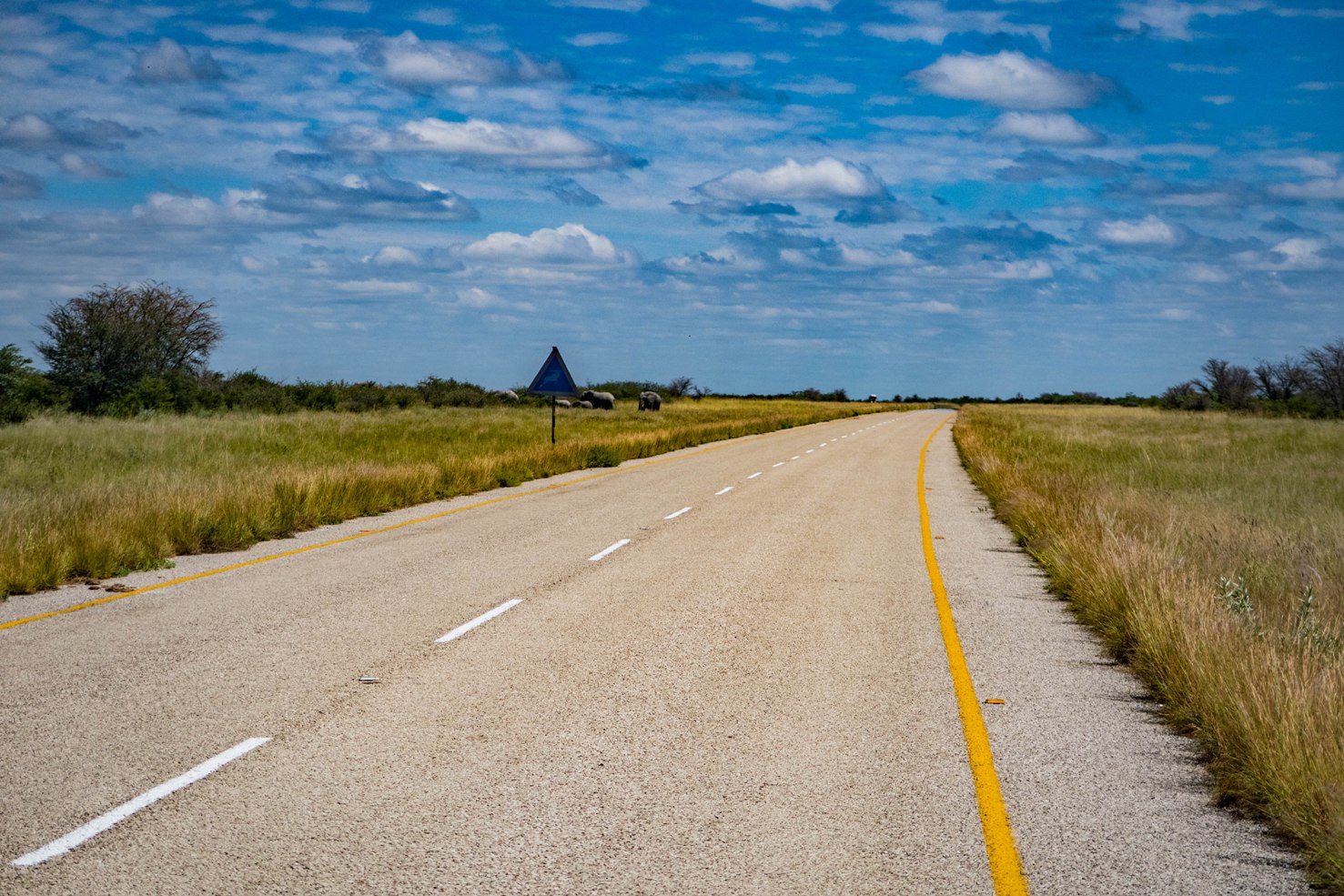 Cycling towards Maun in Botswana comming from Nata with elephants on the road.