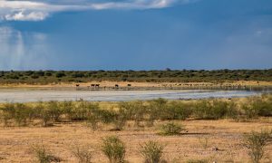 Cycling in Botswana towards Namibia and i just saw this lake where animals drink.