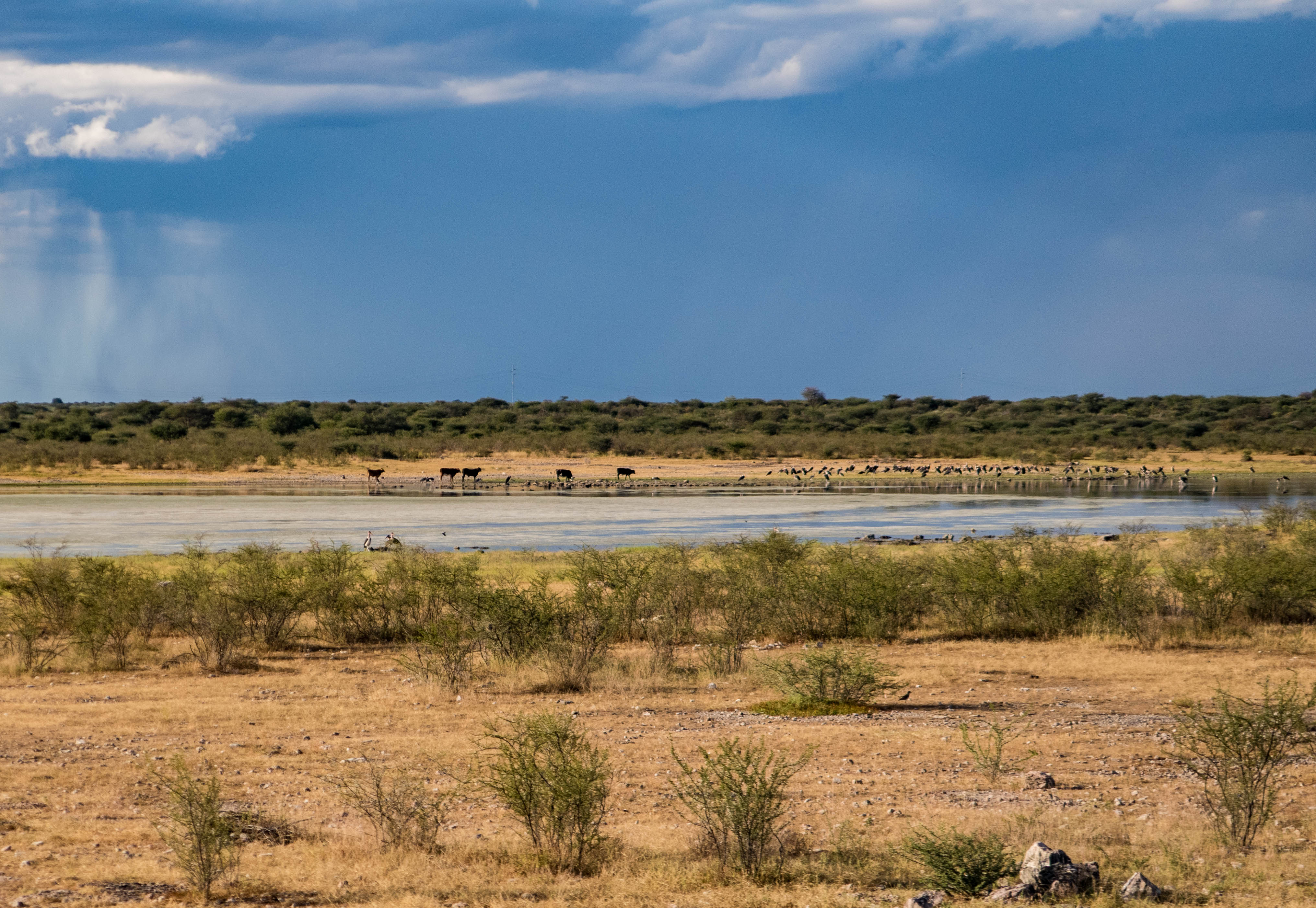 Cycling in Botswana towards Namibia and i just saw this lake where animals drink.